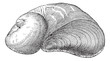 Vector: Requienia ammonia, vintage engraving Requienia ammonia, vintage engraving