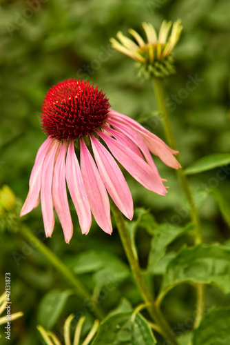 Photo: Echinacea Echinacea