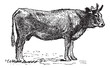 Vektor: Parthenais, a french cattle breed, vintage engraving. Parthenais, a french cattle breed, vintage engraving.