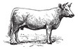 Vektor: Charolais cattle, vintage engraving. Charolais cattle, vintage engraving.
