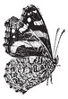 The Red Admiral (Vanessa atalanta) a colorful butterfly, vintage