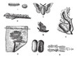 Vektor: Silkworm or Bombyx mori, vintage engraving Silkworm or Bombyx mori, vintage engraving