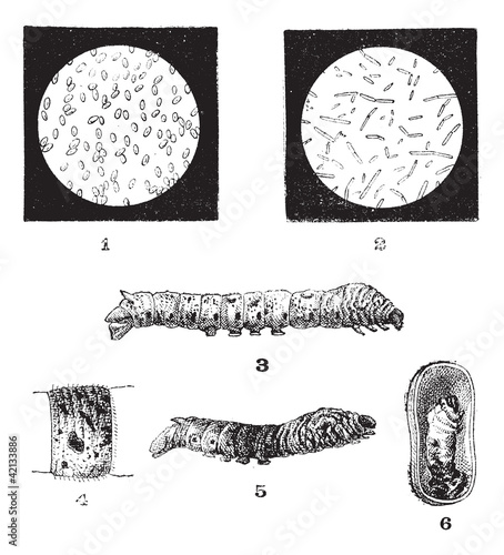 Vektor: Diseases of Silkworms, vintage engraving Diseases of Silkworms, vintage engraving