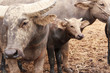 buffalo in farm