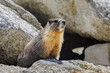 yellow-bellied marmot, yosemite national park, california
