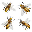 Honey bees flying