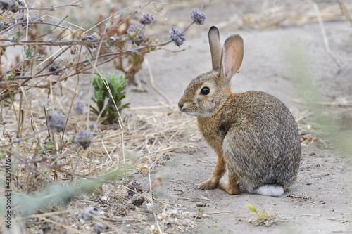 Photo: desert cottontail rabbit, sylvilagus audubonii, california desert cottontail rabbit, sylvilagus audubonii, california