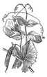 Vector: Pea or Pisum sativum, vintage engraving Pea or Pisum sativum, vintage engraving
