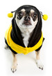 Cute Chihuahua Honey Bee