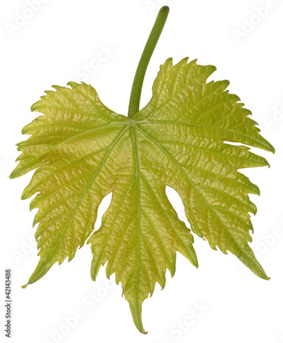 Photo: Young grape leaf Young grape leaf