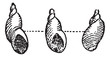 Vector: Amber Snail or Succinea sp., vintage engraving Amber Snail or Succinea sp., vintage engraving