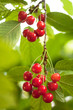 Photo: Cherry on tree Cherry on tree