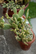 Photo: Cactus Cactus