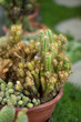 Photo: Cactus Cactus
