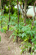 Photo: Tomatoes Tomatoes