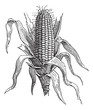 Vector: Corn or Zea mays, vintage engraving Corn or Zea mays, vintage engraving