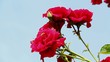 Bienen in Rose
