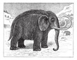 Mammoth or Mammuthus sp., vintage engraving