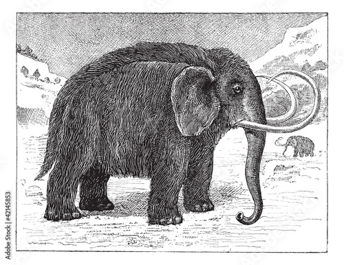 Vector: Mammoth or Mammuthus sp., vintage engraving Mammoth or Mammuthus sp., vintage engraving