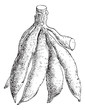 Cassava or Manihot esculenta, vintage engraving