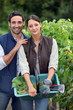 Picking grapes during harvest time