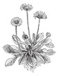 Common Daisy or Bellis perennis, vintage engraving