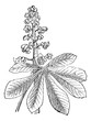Indian Chestnut or Aesculus sp., vintage engraving