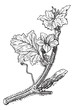 Muskmelon or Cucumis melo, vintage engraving