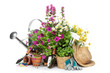 Gardening tools and flowers