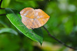 Leaf Butterfly, Special butterfly(Kallima inachis formosana)