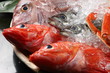 fresh fishes