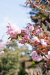 Japanese Cherry