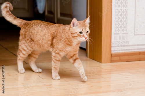 Photo: Ginger tabby cat Ginger tabby cat