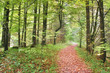Foto: autumn forest autumn forest