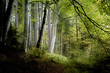 Foto: dark forest dark forest
