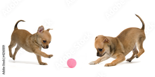 Photo: Two puppies playing ball Two puppies playing ball