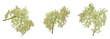 European black elder healthy herb flowers.