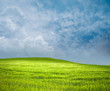Green Meadow