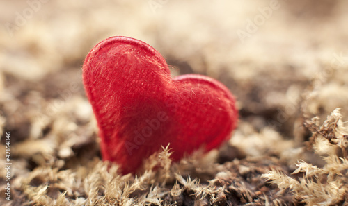 Photo: coeur sur de la mousse nature coeur sur de la mousse nature