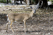 key deer, odocoileus virginianus clavium