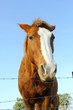 Horse behind the fence
