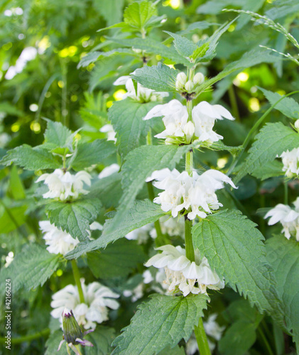 Photo: nettle nettle
