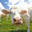 white head cow
