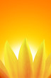 Sunflower over sunset
