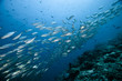 Caesionidae shoal