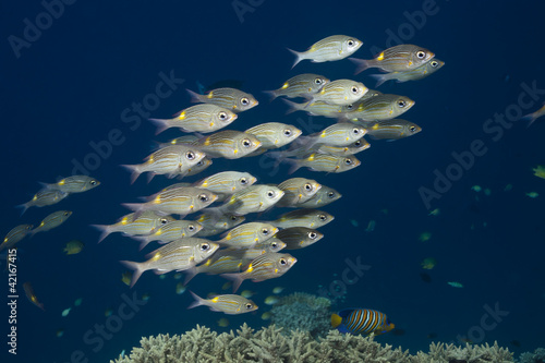 Foto: Vivaneau à queue jaune, Ocyurus chrysurus Vivaneau à queue jaune, Ocyurus chrysurus