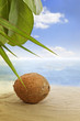coconut on the beach and sea