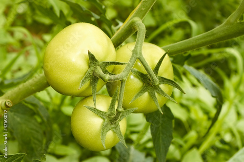 Photo: Green tomatoes in greenhouse Green tomatoes in greenhouse