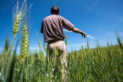 Photo: man and wheat man and wheat