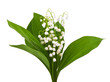lilies of the valley isolated on white